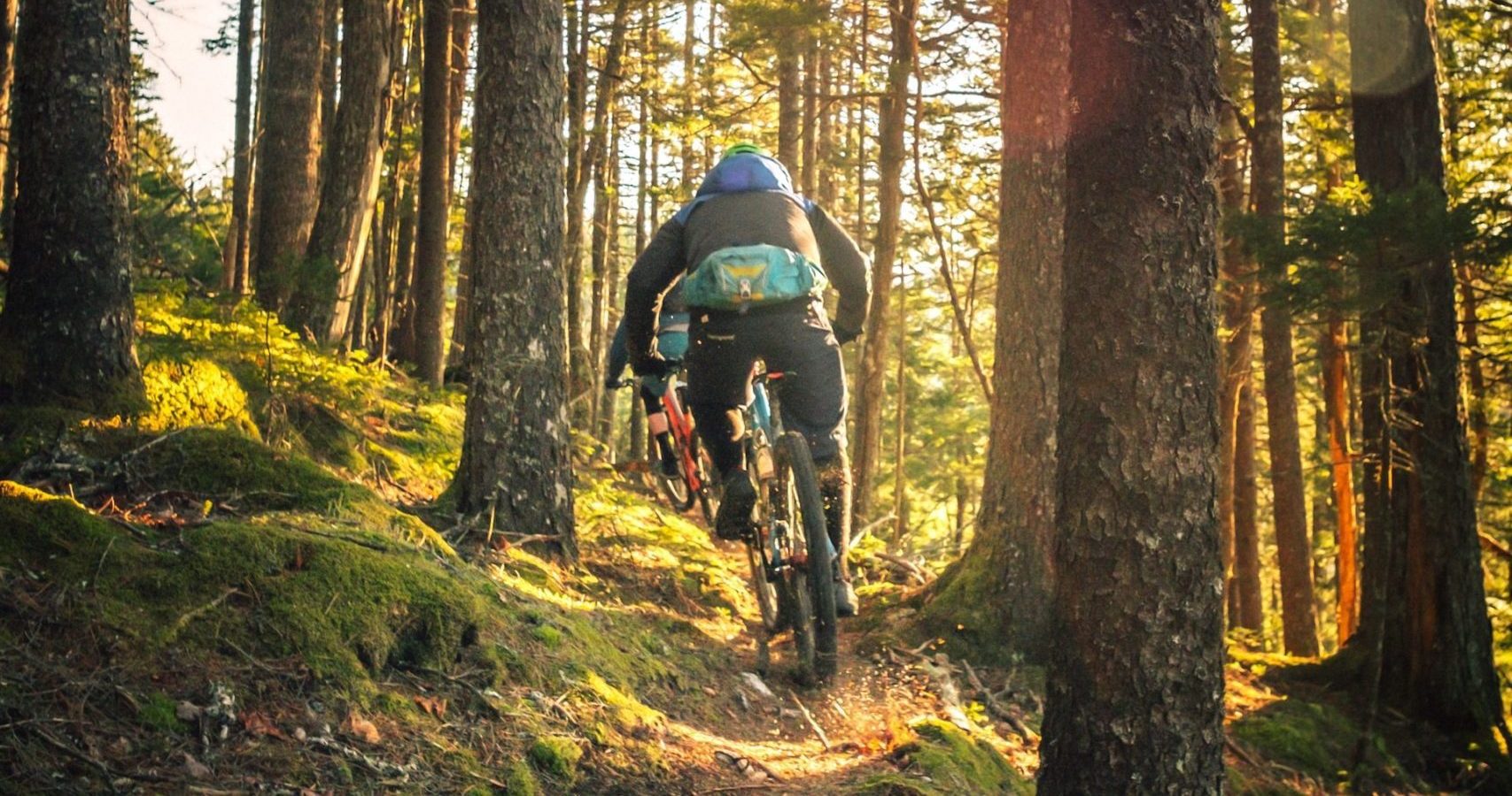 Haldon Forest Park Mountain Biking