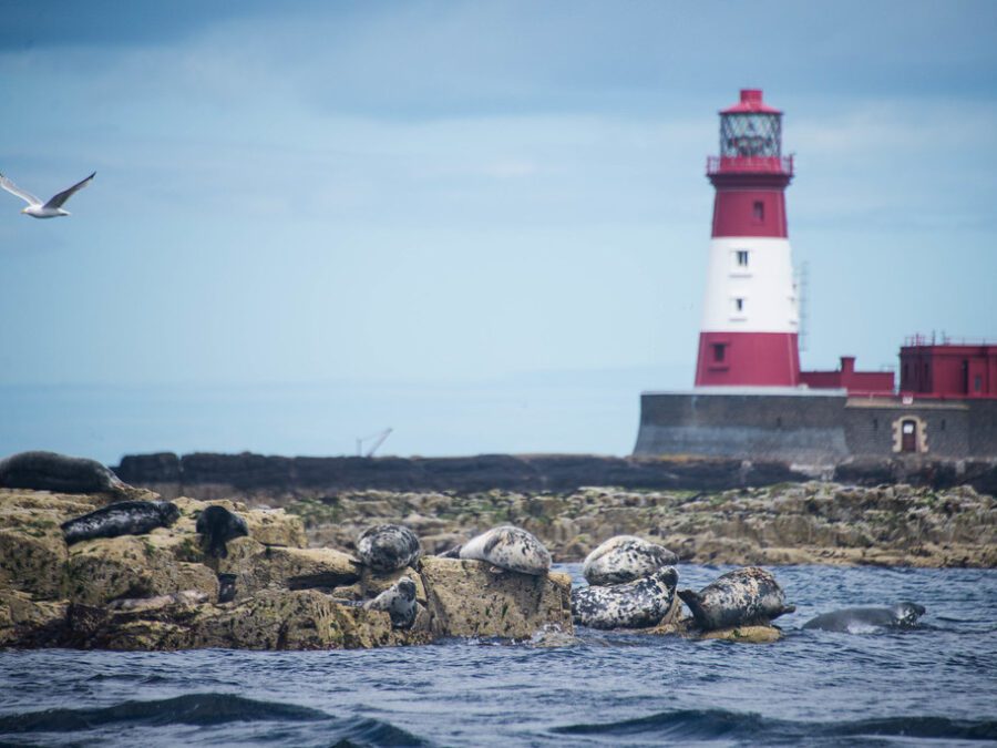 Scuba Diving at the Farne Islands, Northumberland